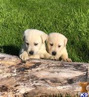 labrador retriever puppy posted by Punk Hollow